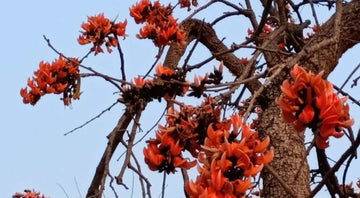 Palash Flowers