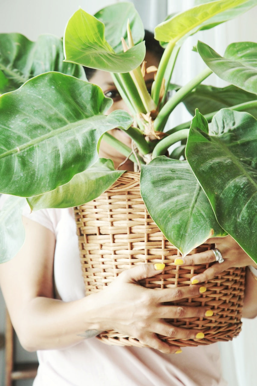 Planter