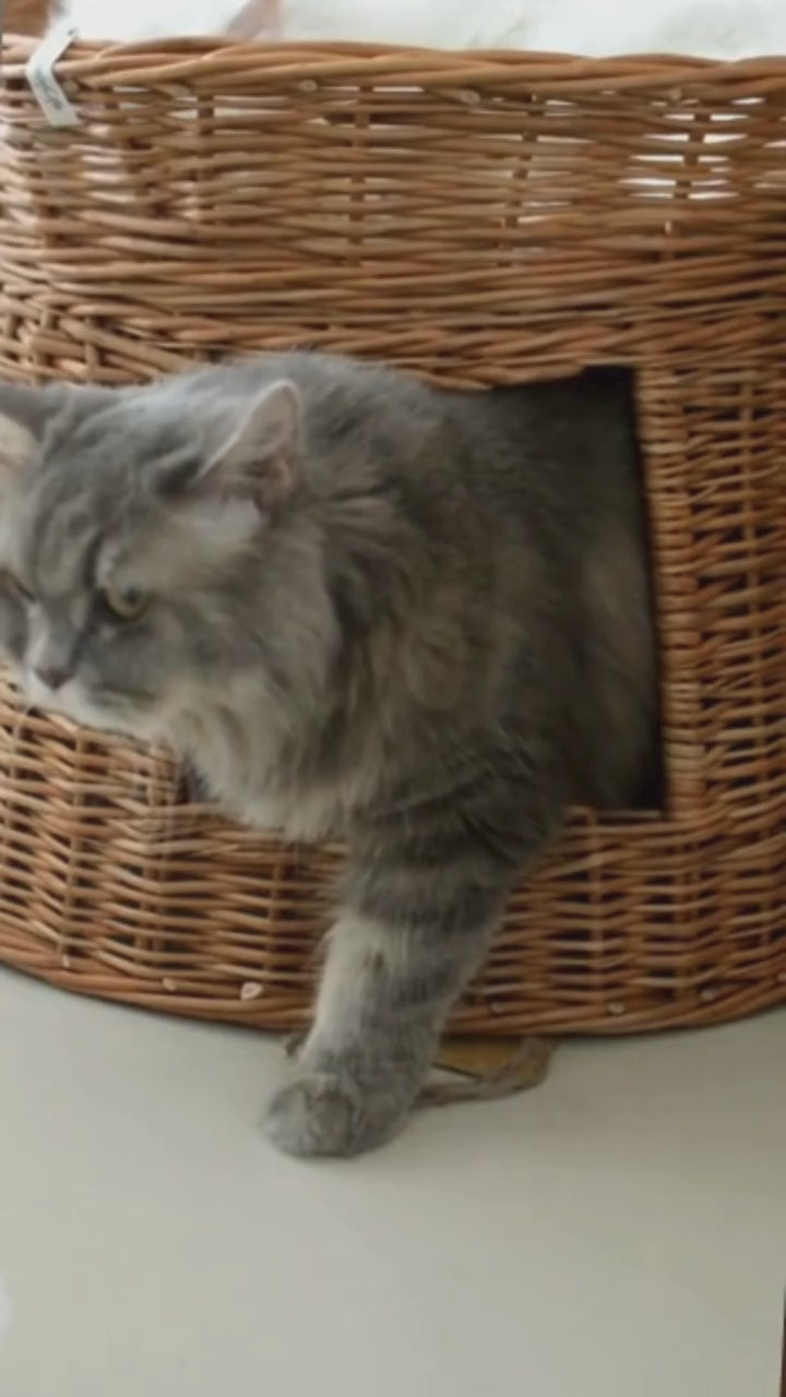 Cute cat coming out of wicker pet basket