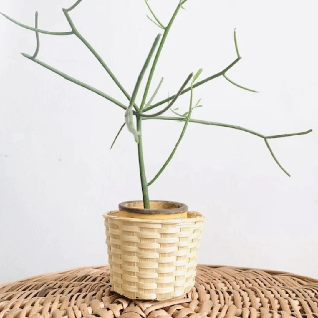 DaisyLife Bamboo Bucket Basket used as planter