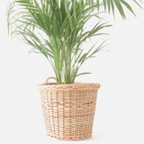 Plant  inside Round Hanging Wicker Planter