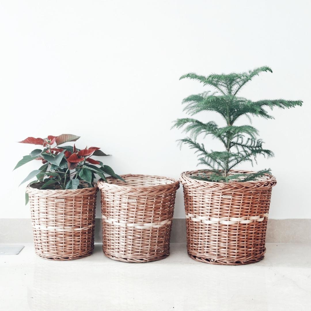 Wicker Planter Set of 3