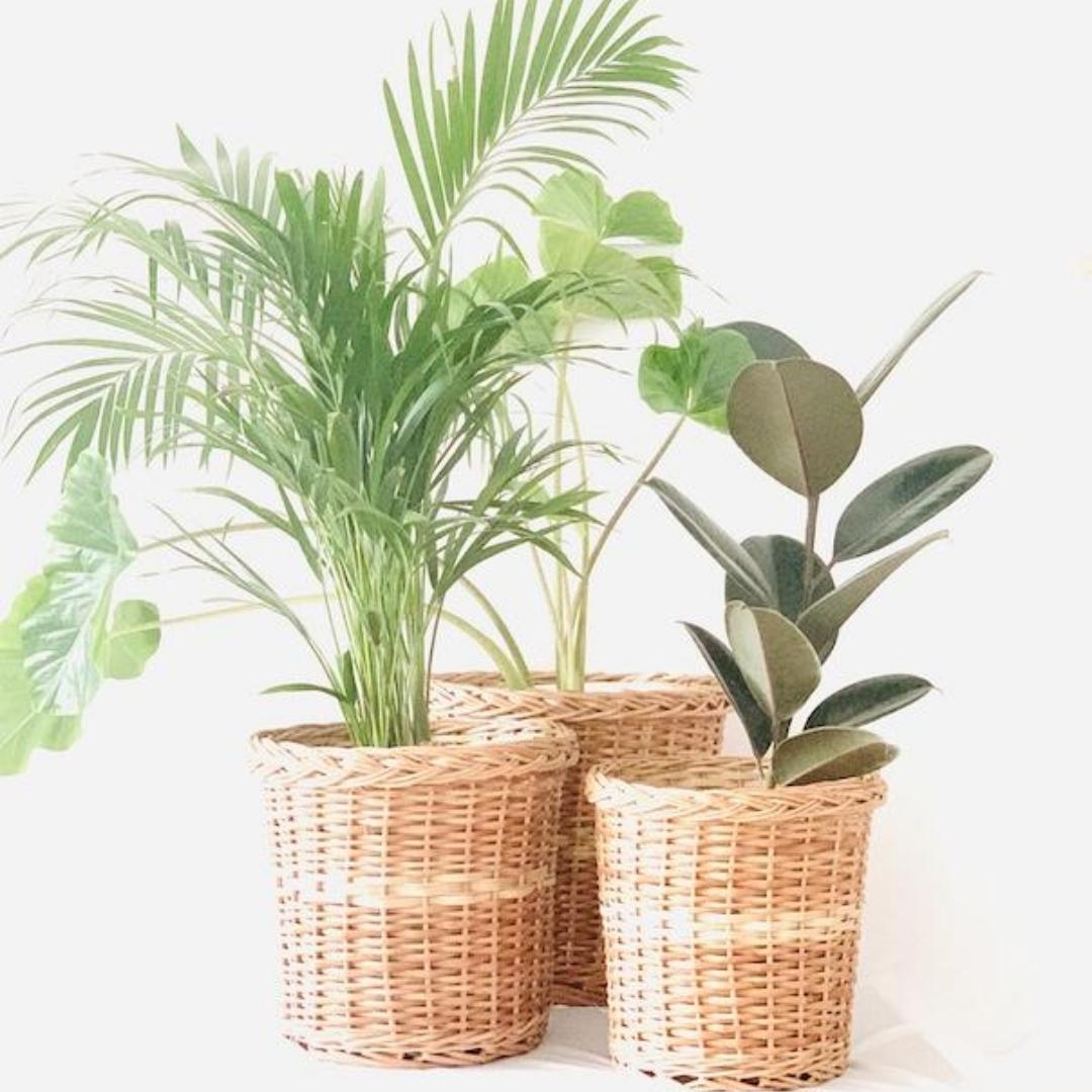 Wicker Planter Set of 3