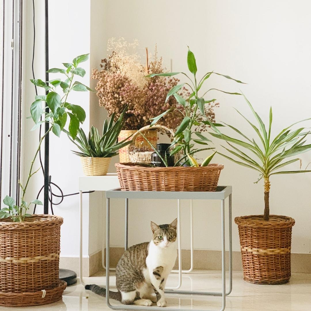 Wicker Planter Set of 3 and cat sitting in the front