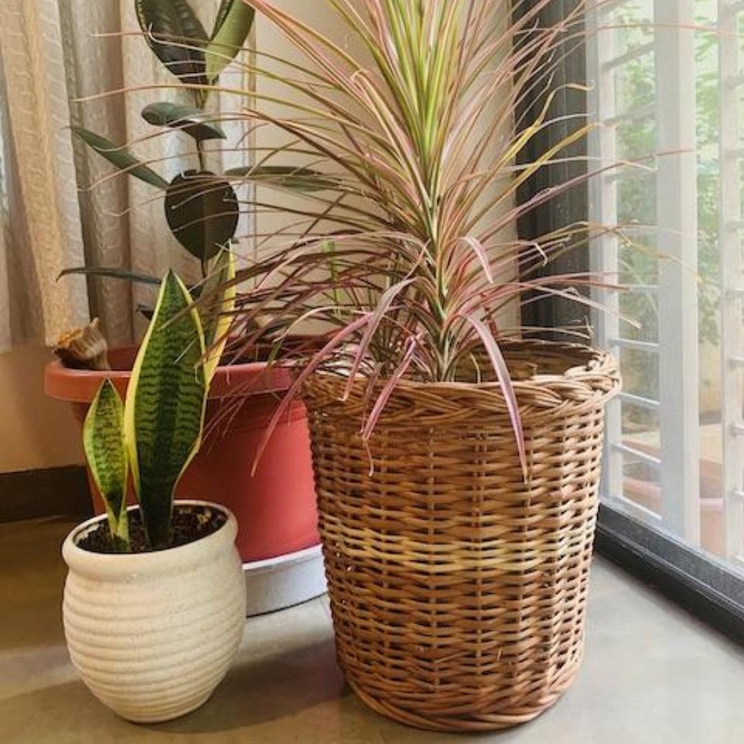 Wicker Planter Set of 3
