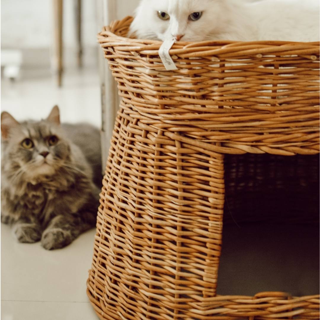 Cats siting inside wicker cat basket.