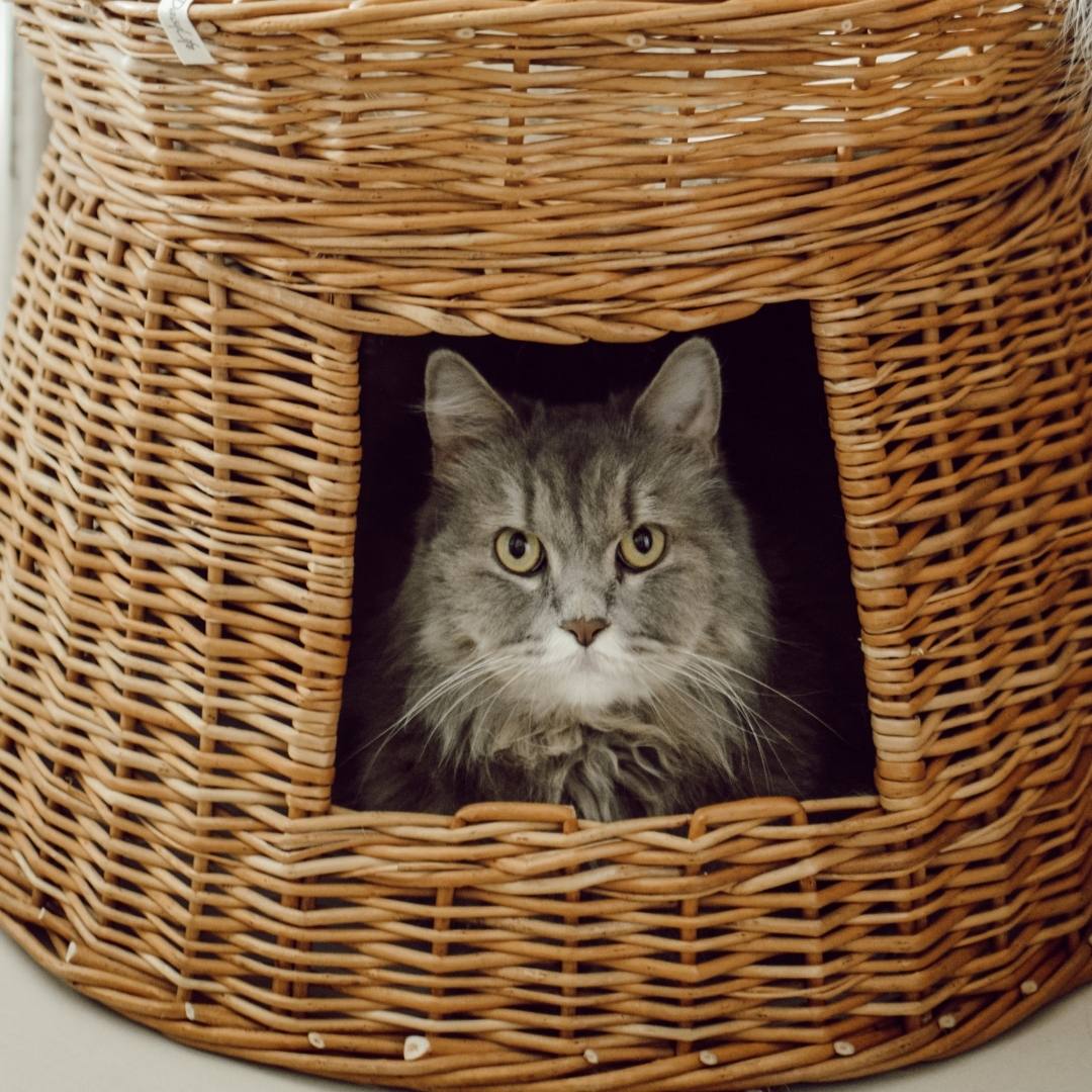 Cat siting inside comfortable cat wicker basket