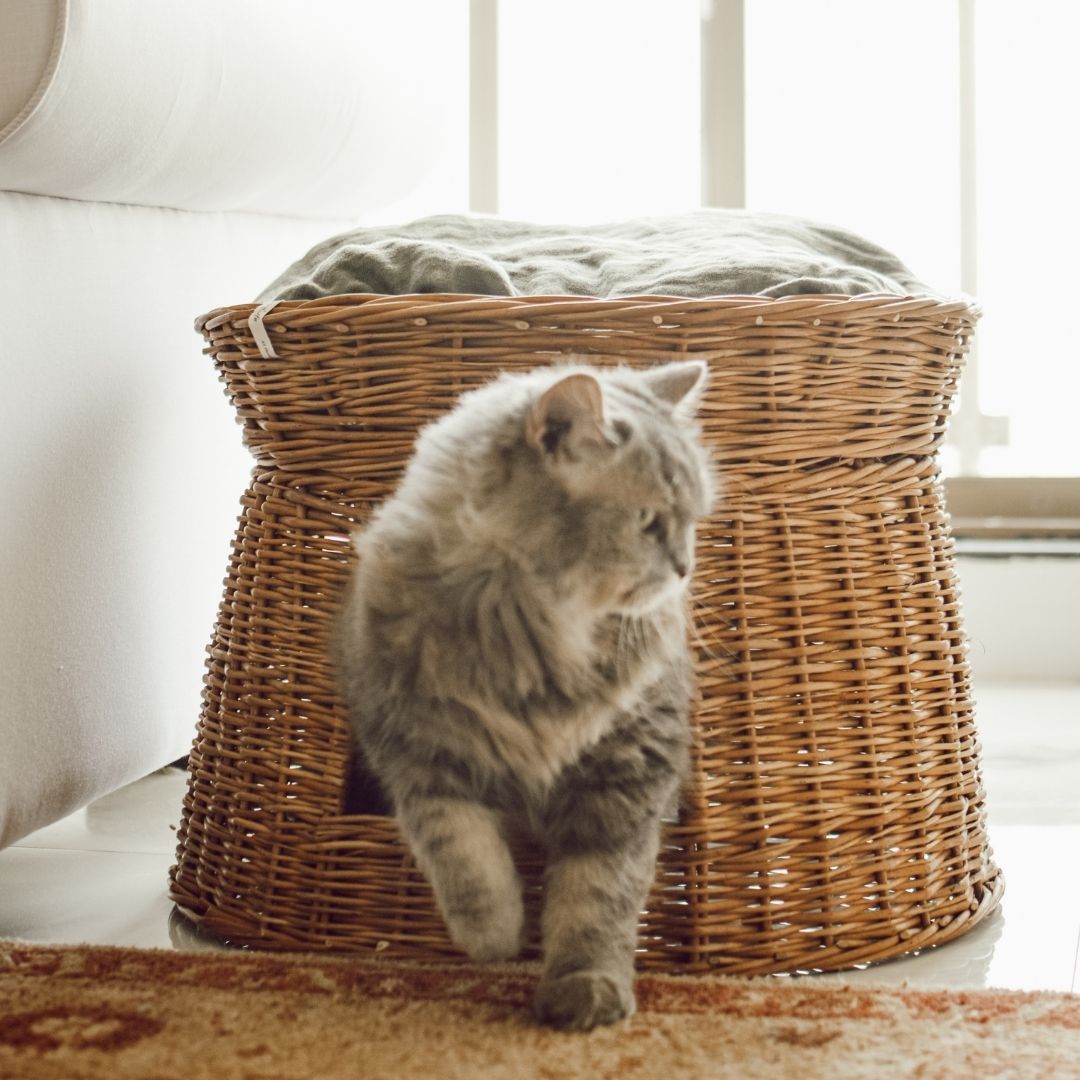 Cat coming out from comfortable cat wicker basket