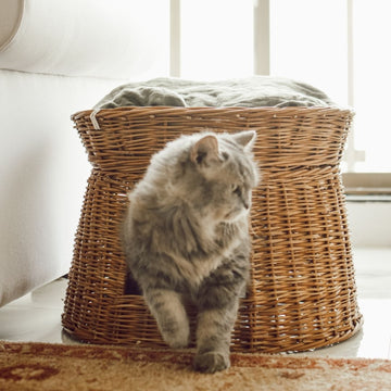 Cat coming out from comfortable cat wicker basket