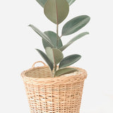 Plant inside Round Hanging Wicker Planter