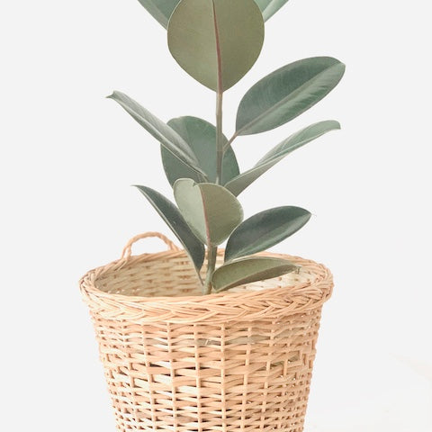 Plant inside Round Hanging Wicker Planter