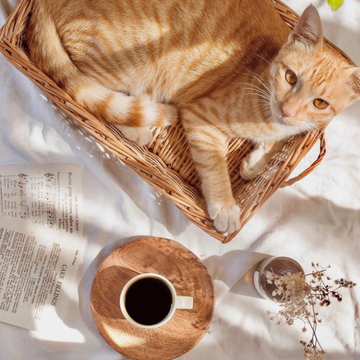 Cat baskets for sales sale