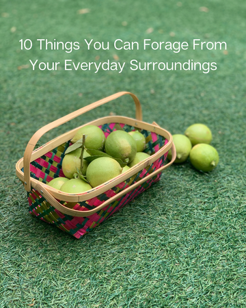 10 things you can forage from your everyday surroundings