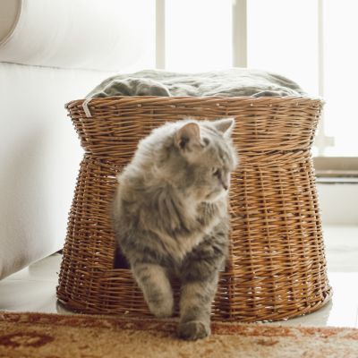 Purr-fect Comfort: The Wicker Cat Basket