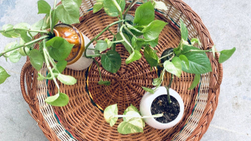 Coffee Table Basket