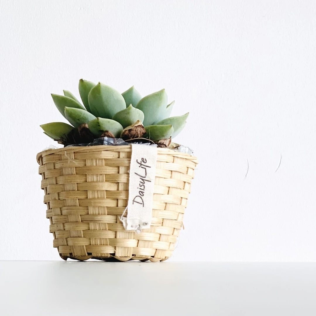 DaisyLife Bamboo Bucket Basket used as planter