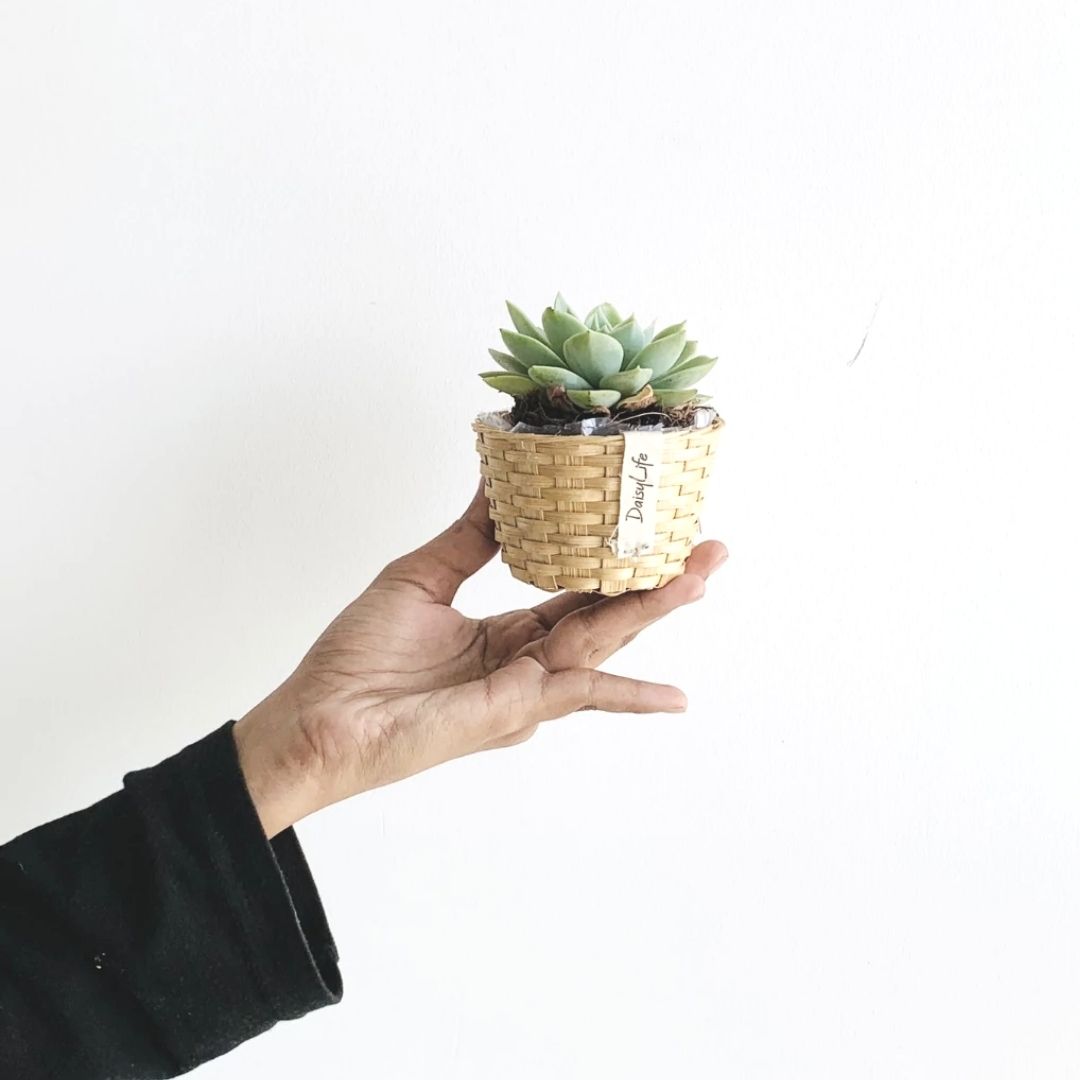 DaisyLife Bamboo Bucket Basket used as planter