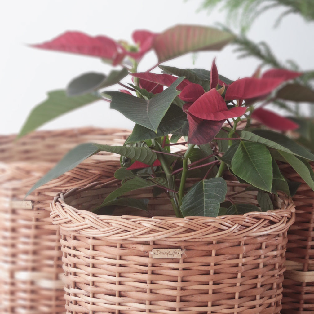 DaisyLife natural wicker basket planters for decor