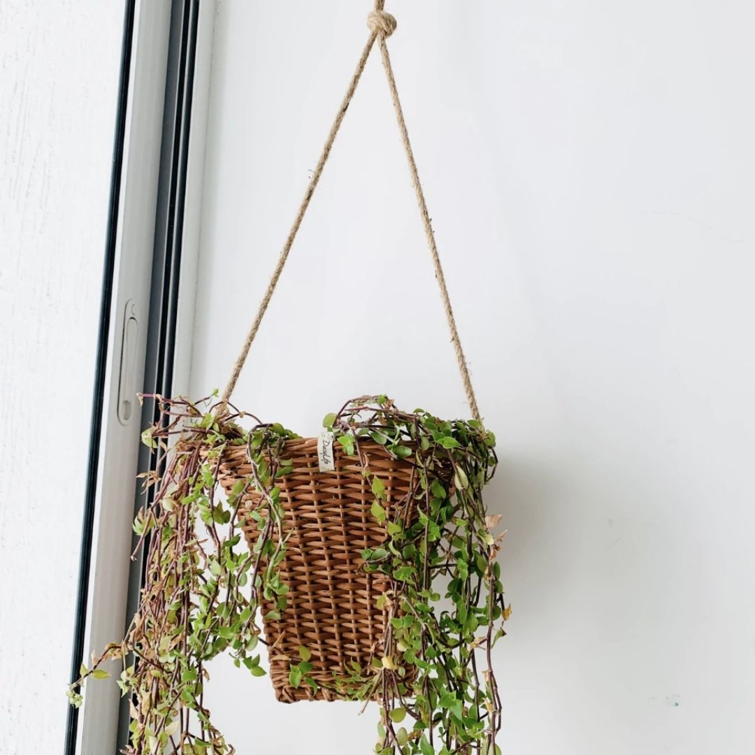 Wicker hanging planter near window.