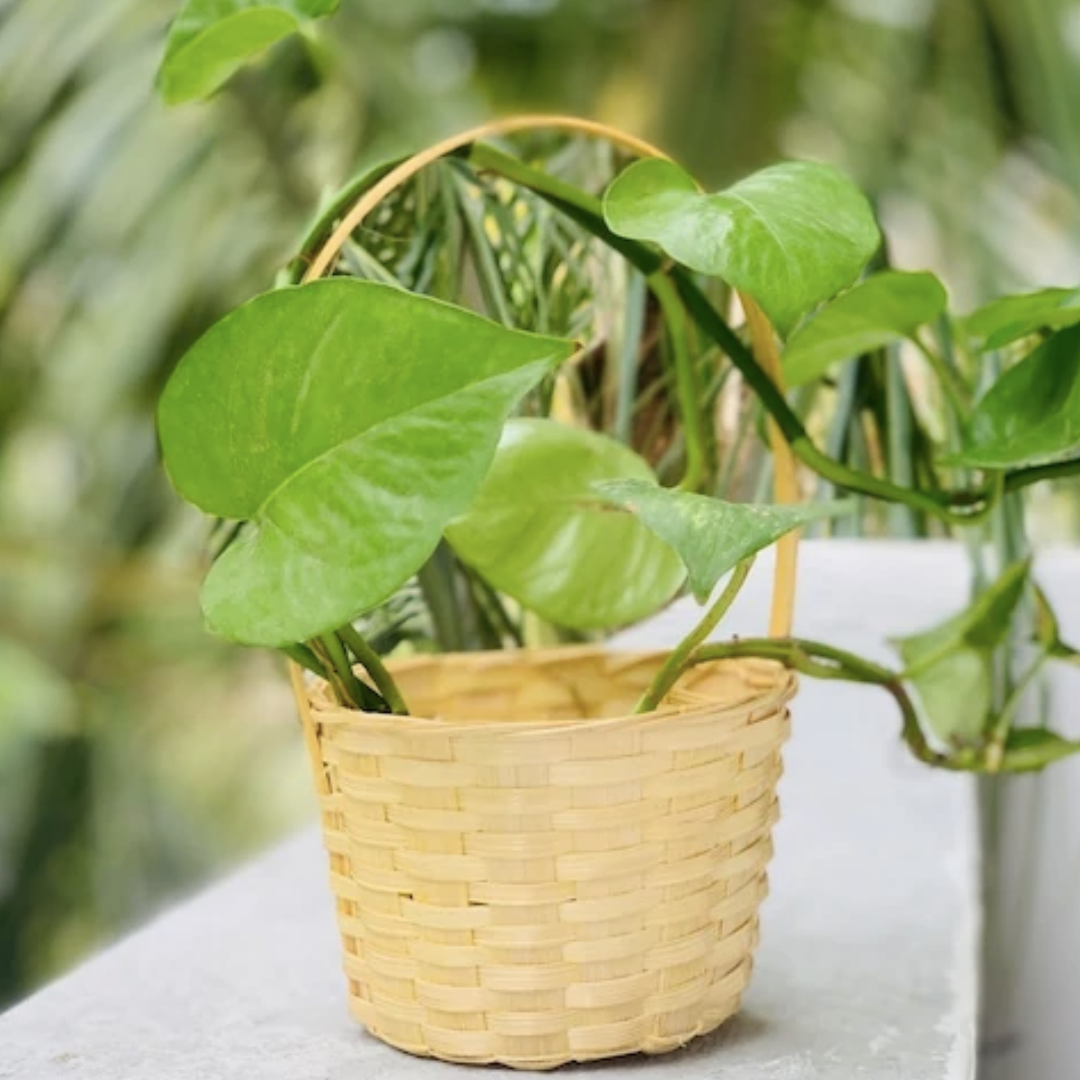 Little Bamboo Bucket Baskets with money plant.