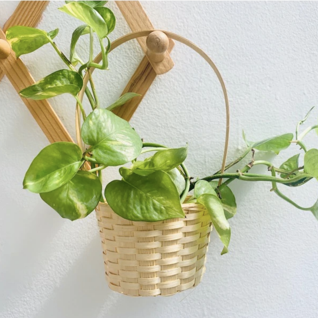 Little Bamboo Bucket Baskets with money plant.