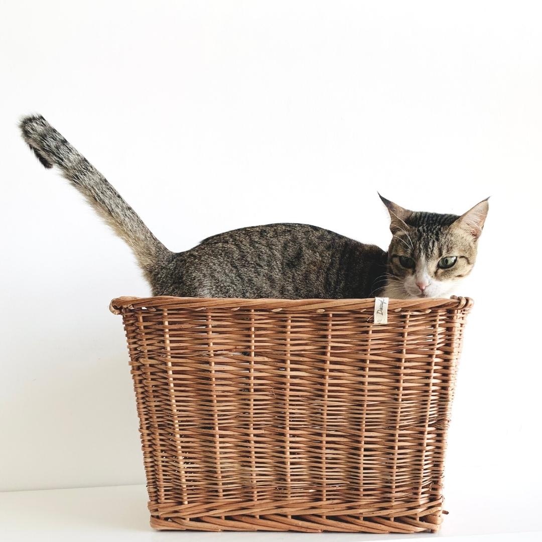 Cat inside Super strong, functional and rectangular box storage wicker basket with side grooves for easy carry