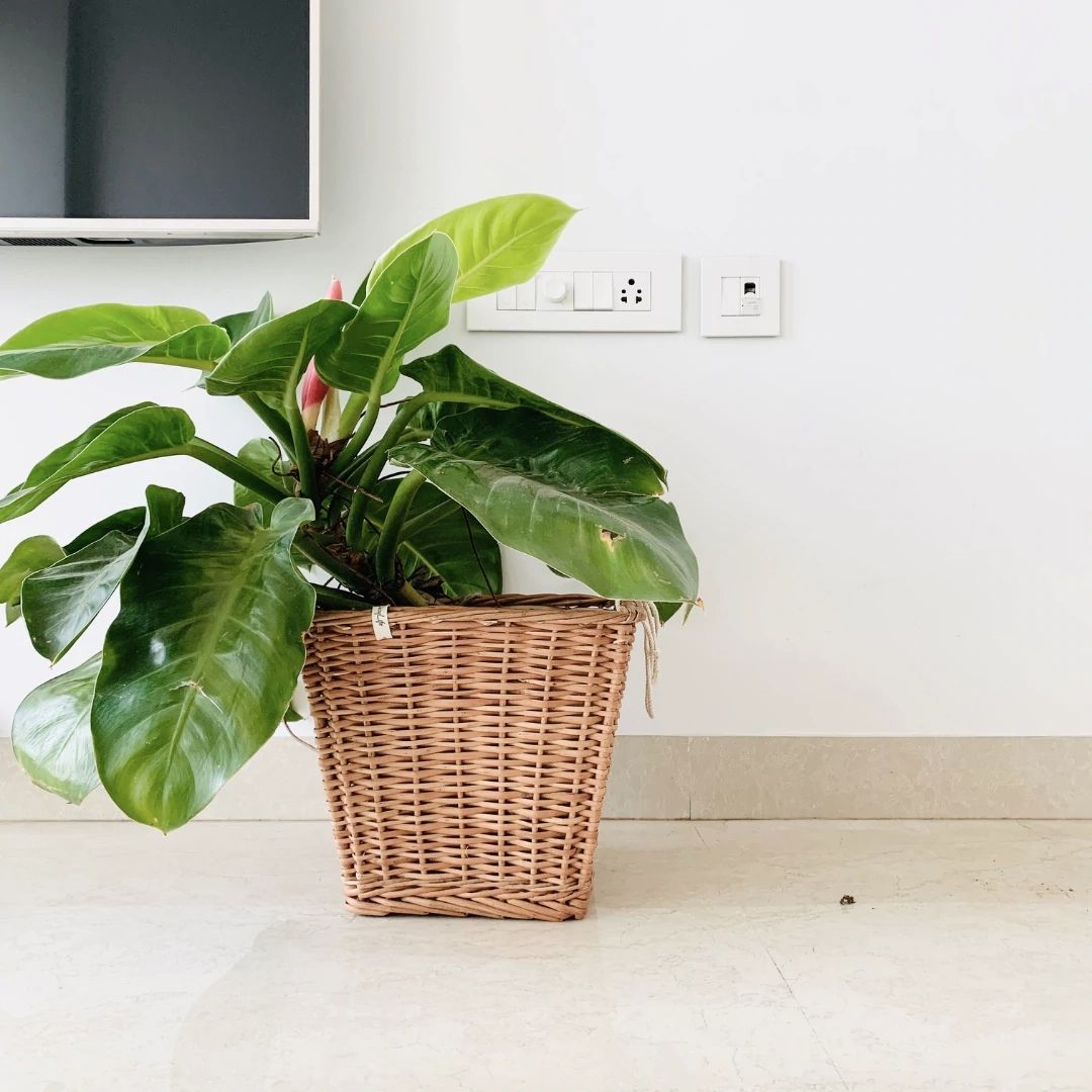 Square Hanging Wicker Planter near television