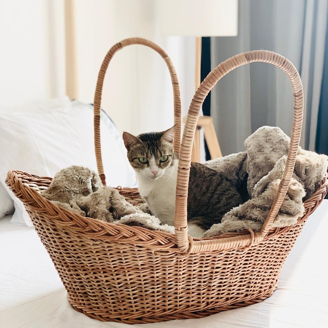 Cat inside New, big, strong, open Wicker Baby Basket with smooth corner
