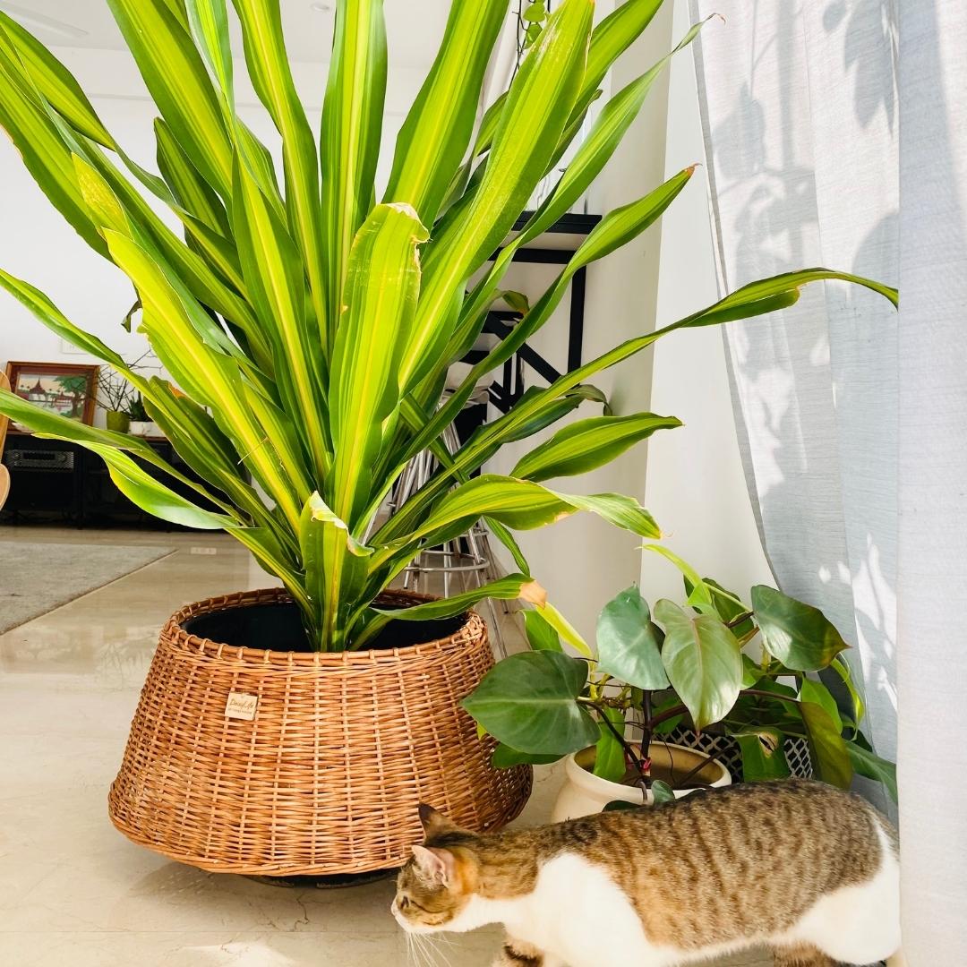 Wicker Christmas Tree Skirt used as planter in living room