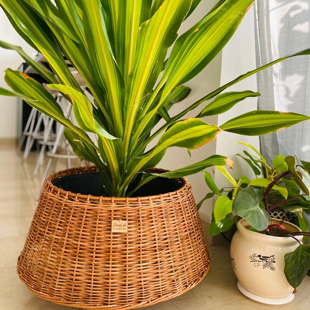 Wicker Christmas Tree Skirt used as planter in living room