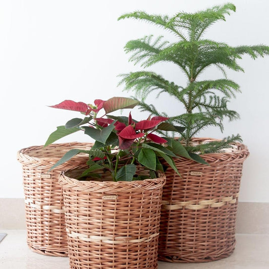 Wicker Planter, Set of 3