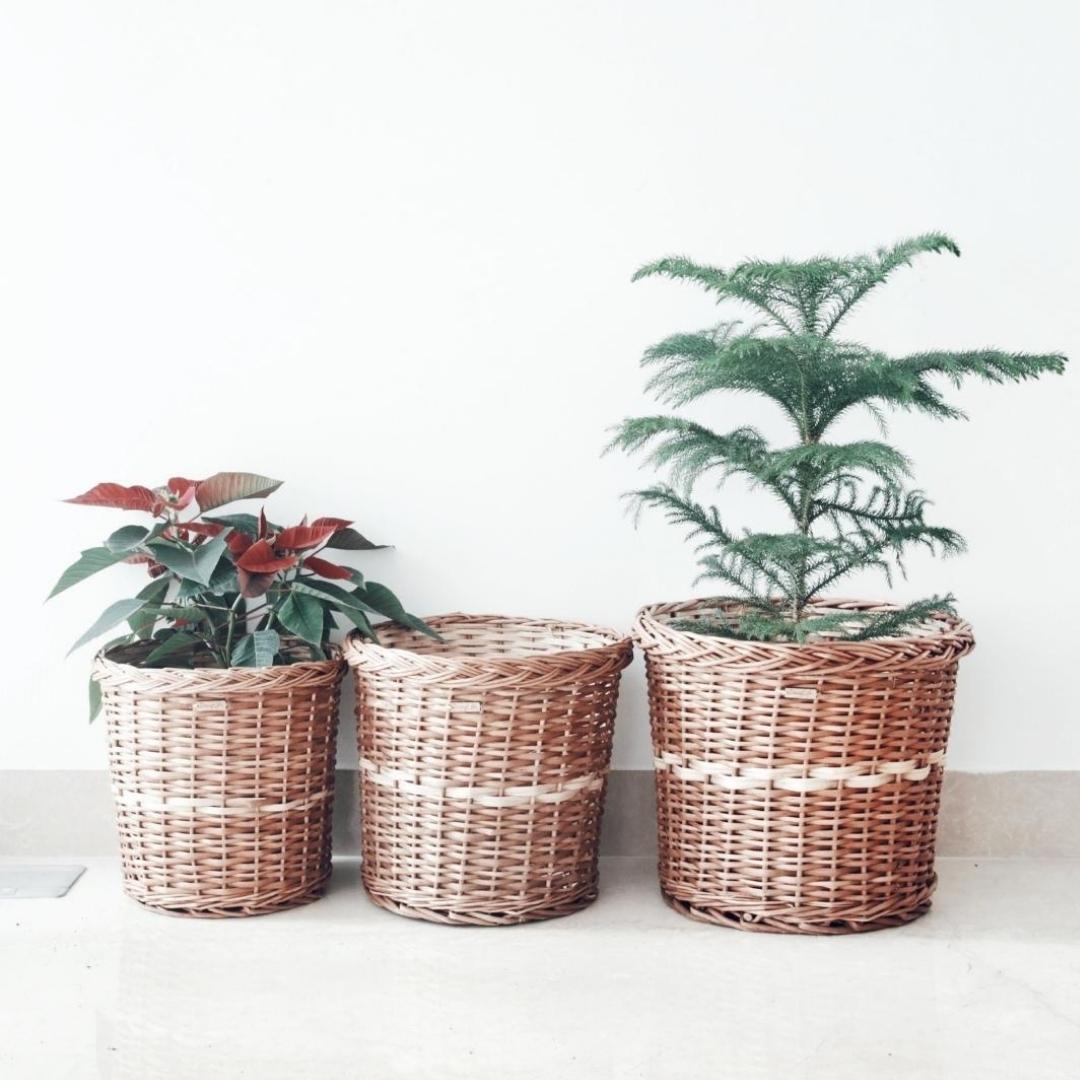 Plants inside Warm Wicker Planters set of 3