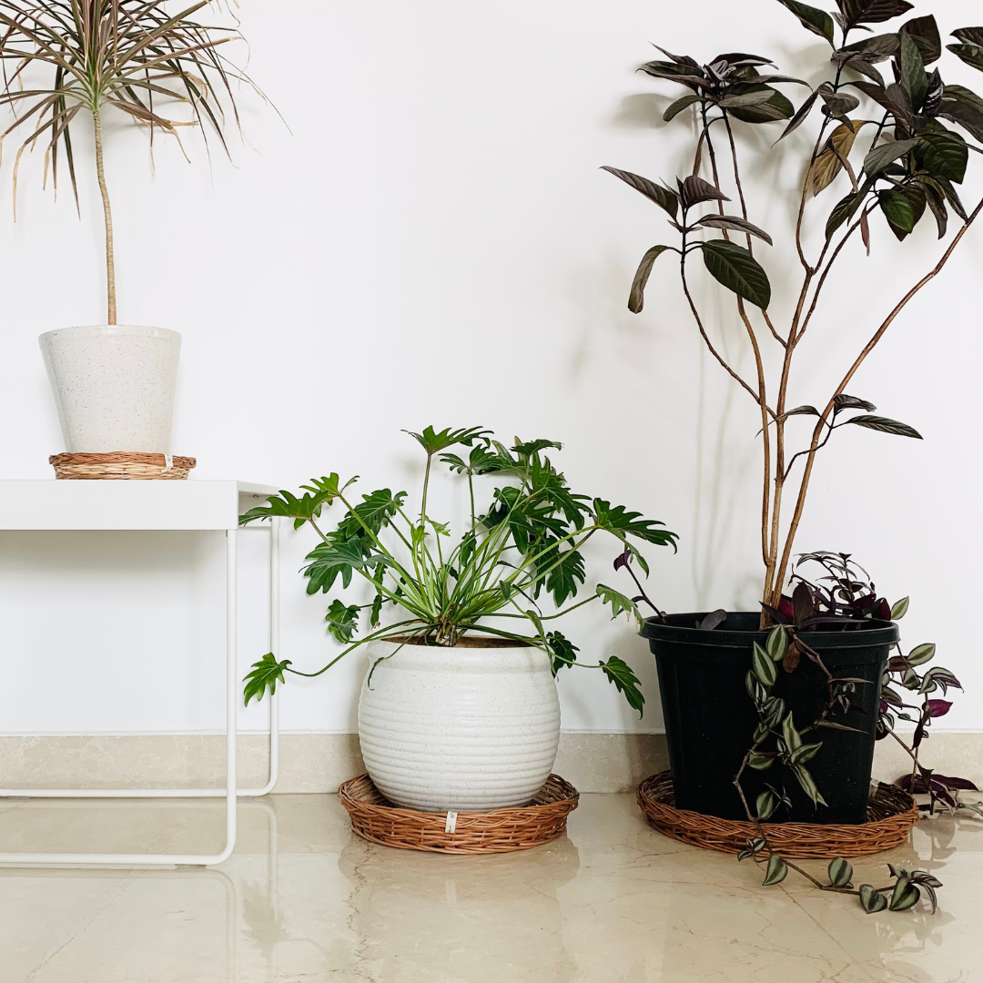 DaisyLife natural wicker Plate Baskets for storage table.